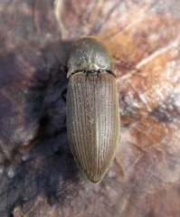 Agriotes obscurus