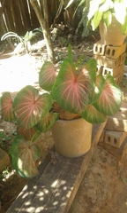 Caladium bicolor