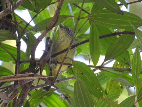 Spot-breasted Antvireo
