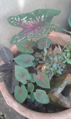Caladium bicolor