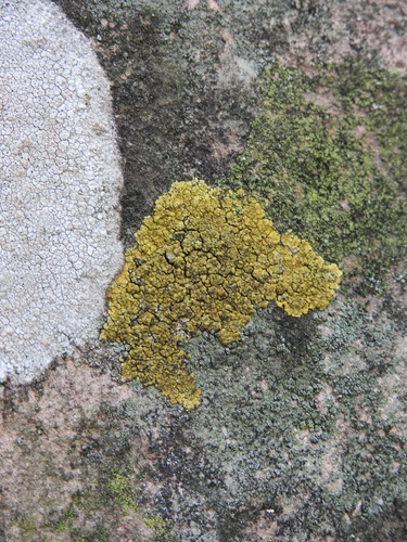 Liquen de Yema de Huevo