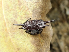 Gasteracantha mengei