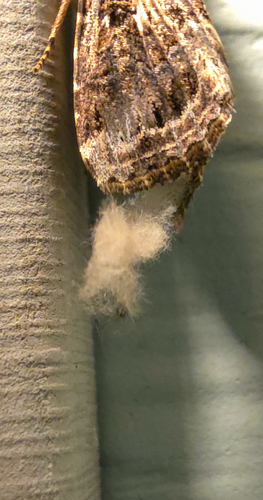 Yellow-striped Armyworm Moth, North Carolina, US, photo 8 of 10