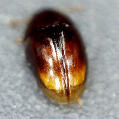 Stilbus testaceus