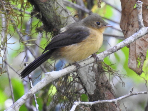 Black-tailed Flycatcher