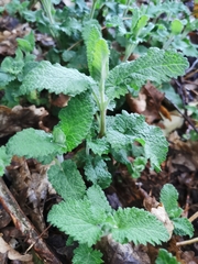 Stachys sylvatica