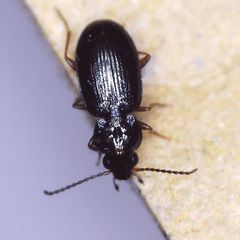 Bembidion obtusum