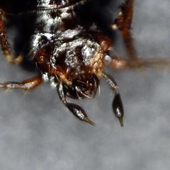 Bembidion obtusum