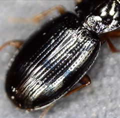 Bembidion obtusum
