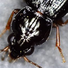 Bembidion obtusum