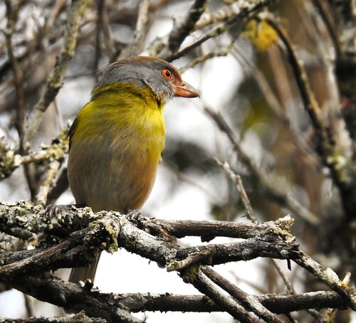 Rufous-browed Peppershrike