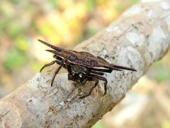 Gasteracantha mengei