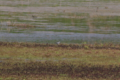Columba oenas