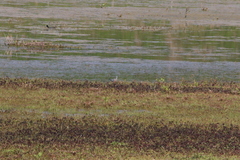 Columba oenas