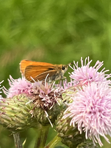 Essex Skipper