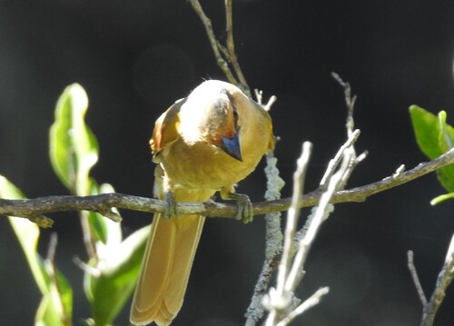 Brown Tanager