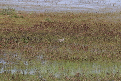 Tringa nebularia