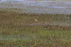 Tringa nebularia