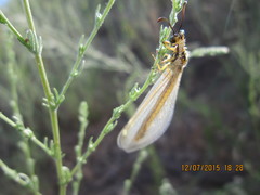 Myrmecaelurus trigrammus