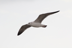 Larus