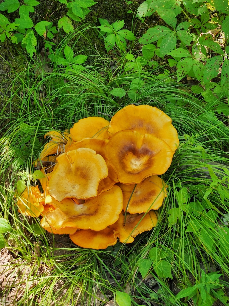 Eastern American jack-o'-lantern · July 2026 · photo: Photo: (c) Sameer Gauria, some rights reserved (CC BY) · iNaturalist
