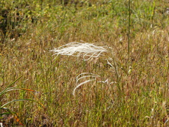 Stipa austroitalica