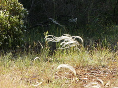 Stipa austroitalica
