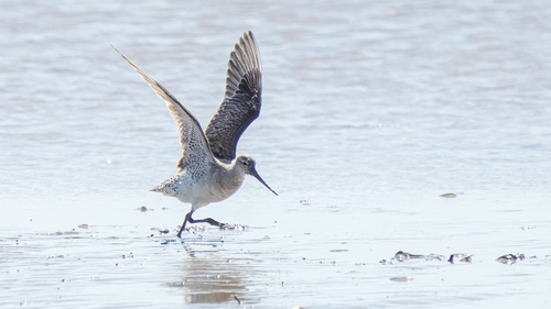 iNaturalist image