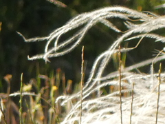 Stipa austroitalica