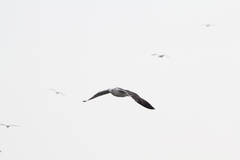 Larus