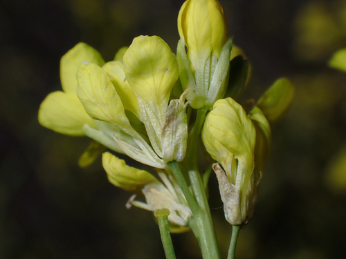 Brassica nigra observed 2026-07-25