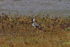 Vanellus vanellus