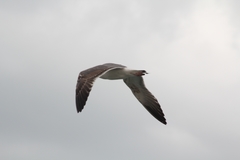 Larus