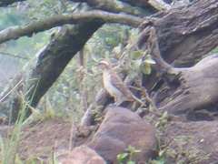 Gymnoris superciliaris