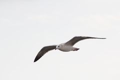 Larus