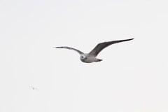Larus