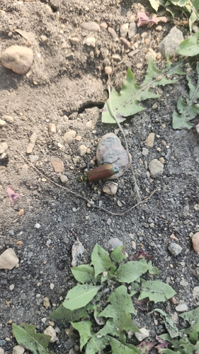 Nuttall's blister beetle