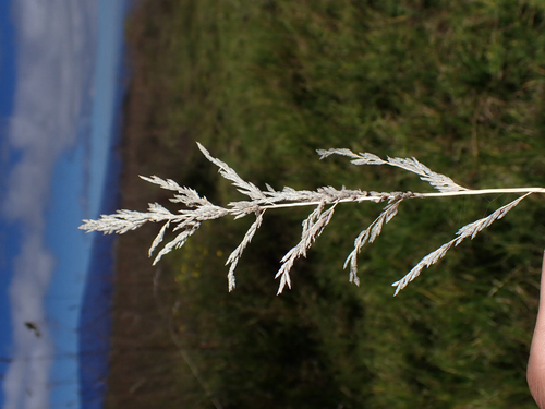Eragrostis curvula observed 2026-07-25