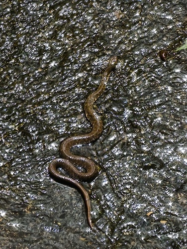 Mountain Water Snake