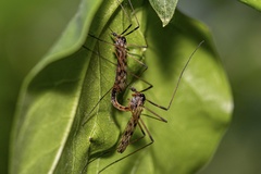 Limonia maculipennis