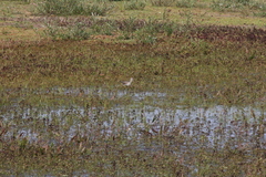 Tringa nebularia