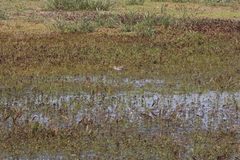 Tringa nebularia