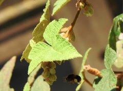 Bombus eximius