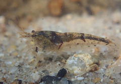 Caridina serrata