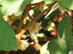 Bombus eximius