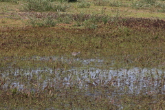 Tringa nebularia