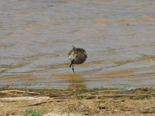 iNaturalist image