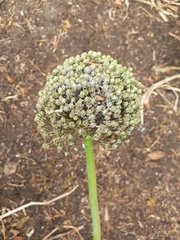 Allium porrum