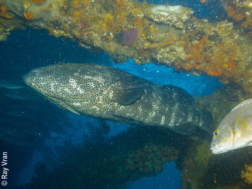 Malabar Grouper
