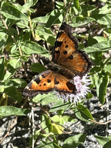 iNaturalist observation photo of California Tortoiseshell